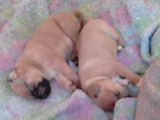 Cachorro raça Vira-lata idade 2 a 6 meses nome Cacau