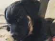 Kiara