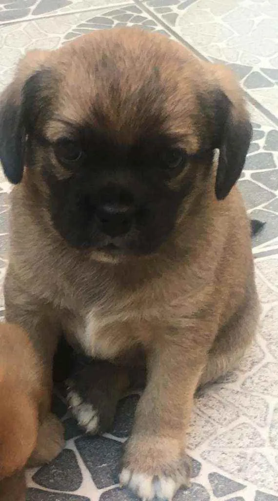 Cachorro raça SRD idade Abaixo de 2 meses nome Marley