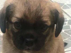 Cachorro raça SRD idade Abaixo de 2 meses nome Marley