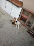 Athena e Dory