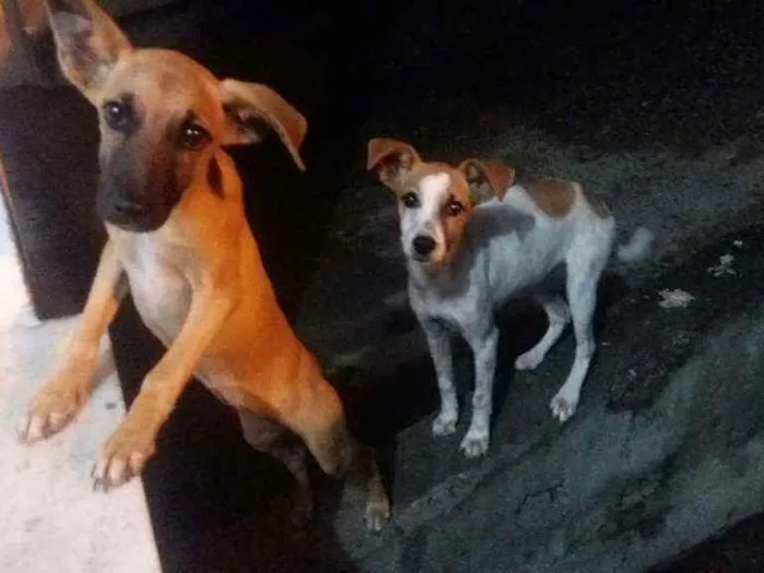Cachorro ra a Fox paulistinha idade 2 a 6 meses nome Athena e Dory