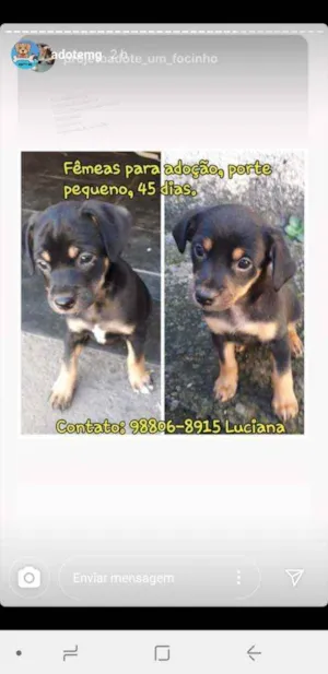 Cachorro raça SRD idade 1 ano nome Pretinha 