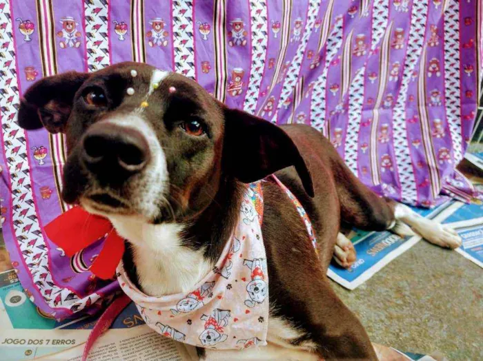 Cachorro raça SRD idade 1 ano nome Pretinha 