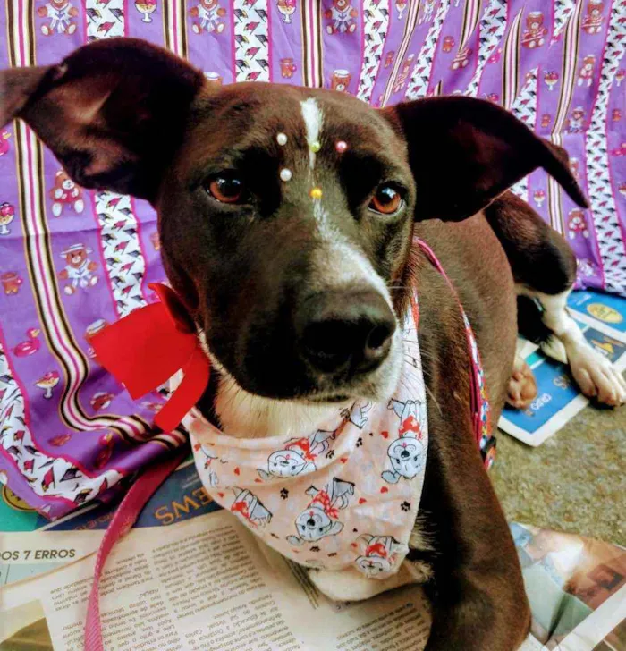 Cachorro raça SRD idade 1 ano nome Pretinha 