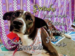 Cachorro raça SRD idade 1 ano nome Pretinha 