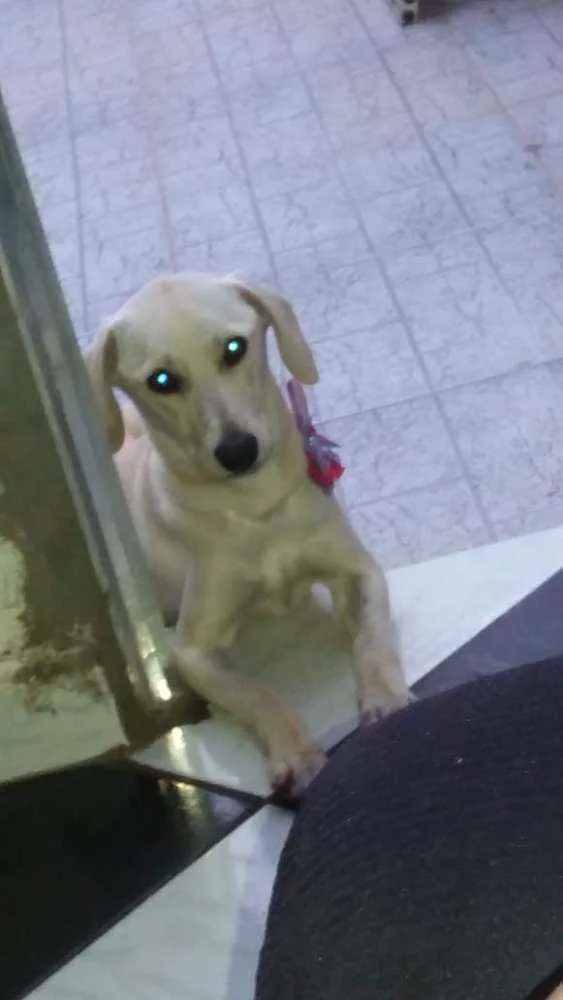 Cachorro ra a Rnd idade 7 a 11 meses nome Sinber