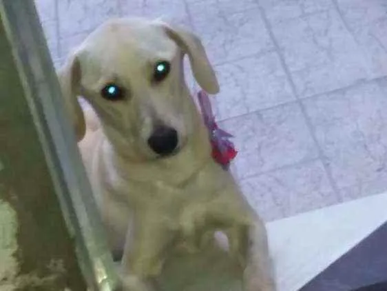 Cachorro ra a Rnd idade 7 a 11 meses nome Sinber