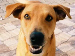 Cachorro raça SRD idade 2 anos nome Mel