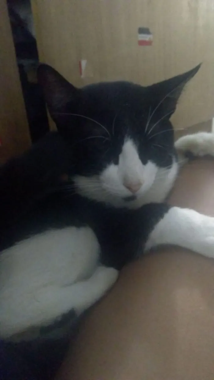 Gato ra a  idade 7 a 11 meses nome Tom