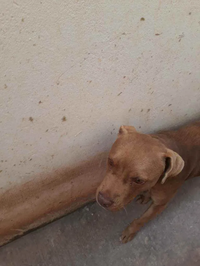 Cachorro ra a Pit bull idade 3 anos nome Dara