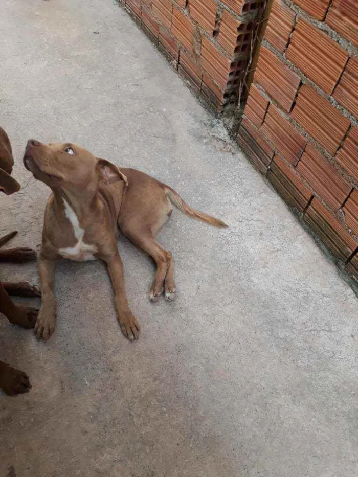 Cachorro ra a Pit bull idade 3 anos nome Dara
