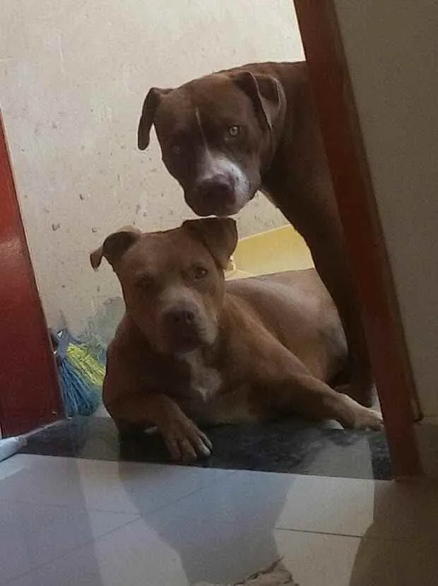 Cachorro ra a Pit bull idade 3 anos nome Dara