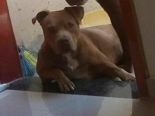 Cachorro ra a Pit bull idade 3 anos nome Dara