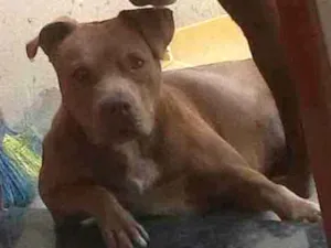 Cachorro raça Pit bull idade 3 anos nome Dara