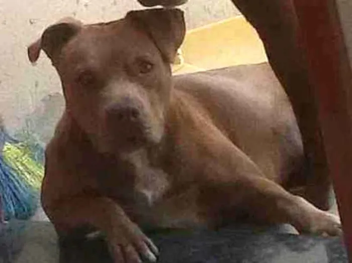 Cachorro ra a Pit bull idade 3 anos nome Dara