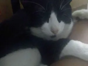 Gato raça  idade 7 a 11 meses nome Tom