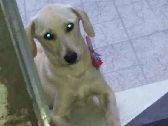 Cachorro ra a Rnd idade 7 a 11 meses nome Sinber