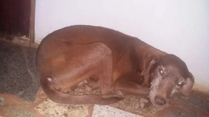 Cachorro ra a vira lata  idade 7 a 11 meses nome chorão  , suzet 