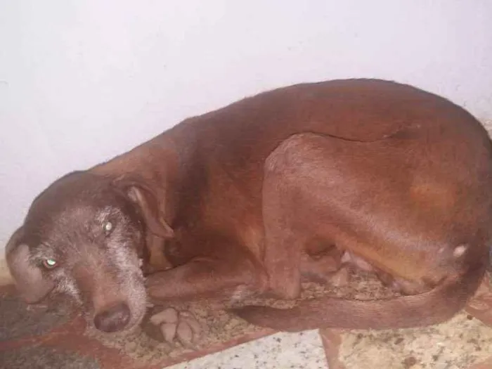 Cachorro ra a vira lata  idade 7 a 11 meses nome chorão  , suzet 