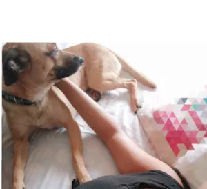 Cachorro raça Não indefinido  idade 4 anos nome Rex 