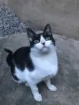Fifi