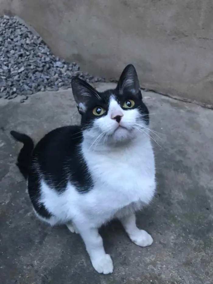 Gato ra a Nenhuma  idade 7 a 11 meses nome Fifi