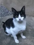 Fifi