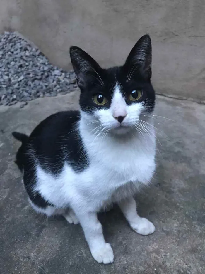 Gato ra a Nenhuma  idade 7 a 11 meses nome Fifi