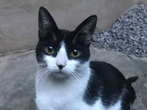 Gato raça Nenhuma  idade 7 a 11 meses nome Fifi