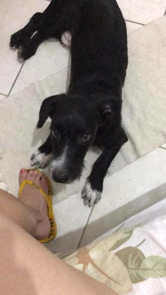 Cachorro ra a SRD idade 7 a 11 meses nome Bacco