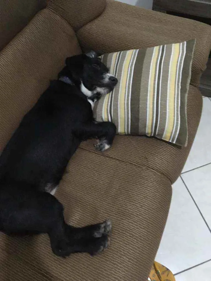 Cachorro ra a SRD idade 7 a 11 meses nome Bacco