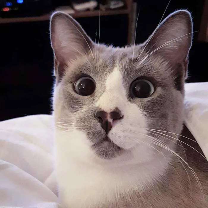 Gato ra a siamês idade 4 anos nome Benjamin