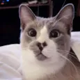 Benjamin