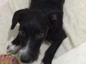 Cachorro raça SRD idade 7 a 11 meses nome Bacco