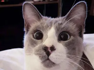 Gato raça siamês idade 4 anos nome Benjamin