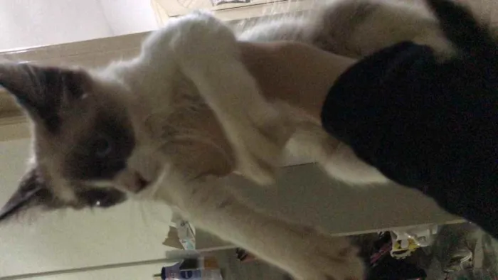 Gato ra a SRD idade 2 a 6 meses nome Bob