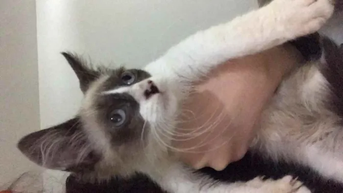 Gato ra a SRD idade 2 a 6 meses nome Bob