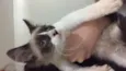 Bob
