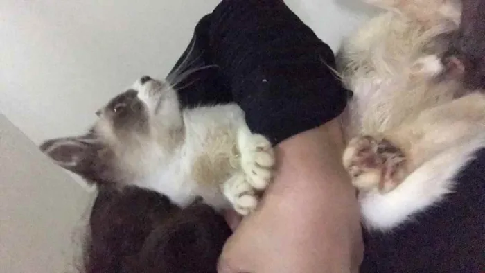 Gato ra a SRD idade 2 a 6 meses nome Bob
