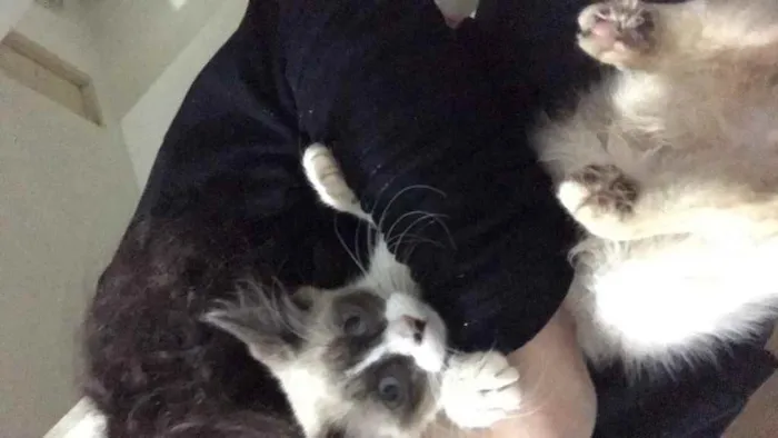 Gato ra a SRD idade 2 a 6 meses nome Bob