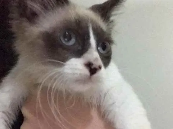 Gato ra a SRD idade 2 a 6 meses nome Bob