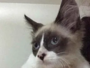 Gato raça SRD idade 2 a 6 meses nome Bob