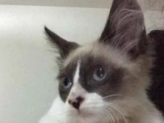 Gato ra a SRD idade 2 a 6 meses nome Bob