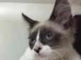 Bob