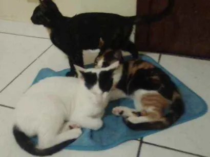 Gato raça  idade 2 a 6 meses nome Nina, estrelinha pep