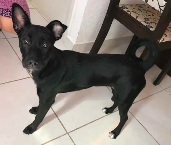 Cachorro ra a Labrador com vira lata idade 7 a 11 meses nome Lulu