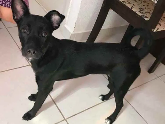 Cachorro ra a Labrador com vira lata idade 7 a 11 meses nome Lulu
