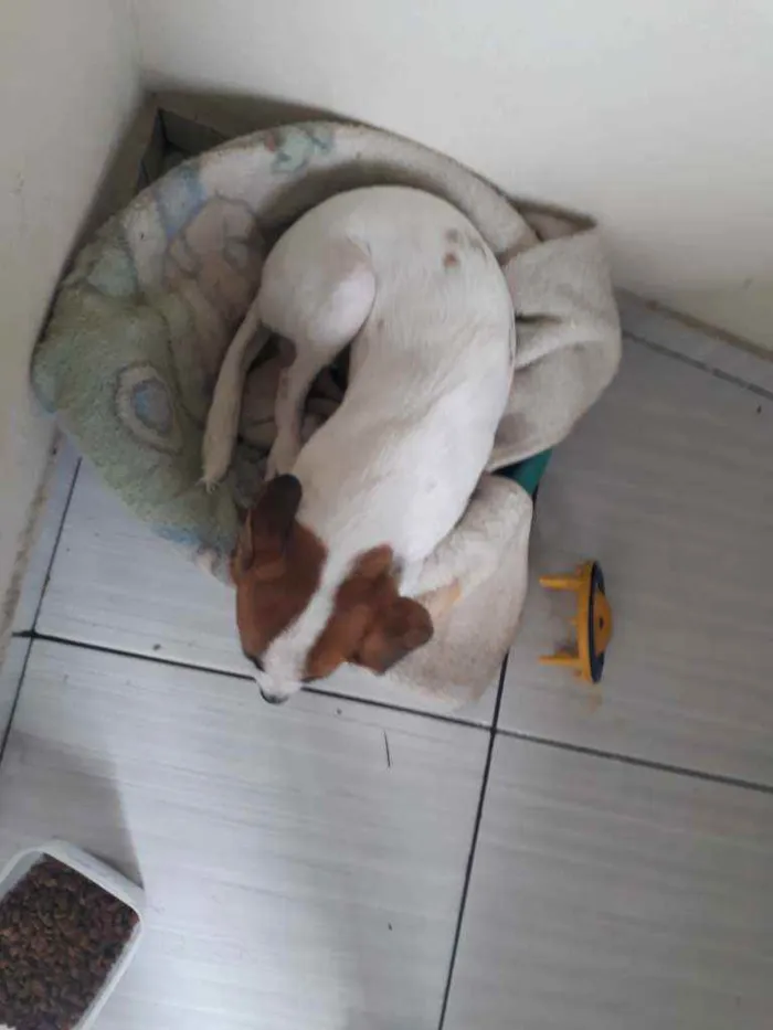 Cachorro raça Jack Russel Terrier  idade 2 a 6 meses nome Boby