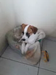 Boby
